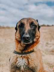 Wall Mural - Vertical portrait of a German shepherd with a proud look