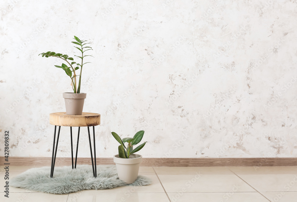 Modern table with houseplants near light wall in room