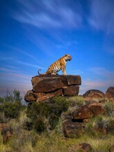 Vertical Image Of A Large Male Tiger Sitting In Profile On A Rocky Outcrop Surveying His Territory, As Dusk Changes Into A Starry Night Sky In The Background.
