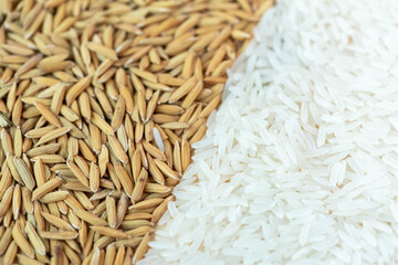 Top view  jasmine rice and paddy seed texture close up, White Rice grain Paddy texture on wooden plate.