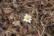 Close up view of a single bloodroot wildflower (Sanguinaria canadensis) popping up in its native woodland habitat in early spring