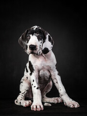 Wall Mural - Vertical shot of a spotted great dane puppy on black background