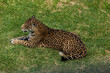Felino leopardo echado en el pasto
