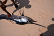 Black man found  Indo-Pacific Sailfish (Istiophorus platypterus) on the sandy beach