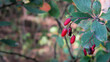 Dojrzałe czerwone owoce berberysu jesienią 