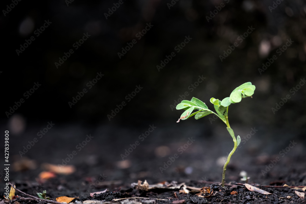 Close-up Of Small Plant Growing On Field - obrazy, fototapety, plakaty 