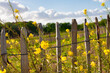 Fence with flowers, rapeseed, blue sky