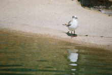 Seagull Perching On A Lake
