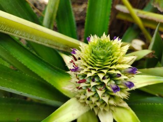 The pineapple flower in bloom looks so beautiful up close