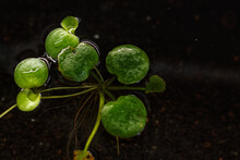 Amazon Frogbit An Aquatic Plant That Has Thick Green Leaves. Plants That Float On The Water