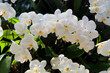 Phalaenopsis oder Schmetterlingsorchidee, weiße Blüten, Zimmerpflanze