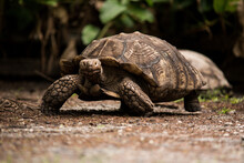 6 Turtles From Ground Level Free Stock Photo - Public Domain Pictures