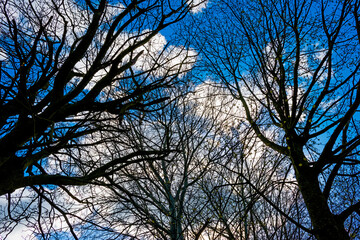 Wall Mural - Canopy of deciduous trees below grey white cumulus clouds in a blue sky in bright sunlight in spring, Almere, Flevoland, The Netherlands, April 13, 2021