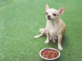 Portrait of brown short hair Chihuahua dog sitting on green grass beside dog food bowl and refuse food.. Pet's health or behavior concept.