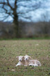 Two lambs lying together in a field
