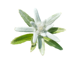 Sticker - Edelweiss (Leontopodium pallibinianum)