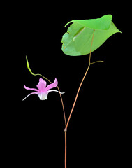 Poster - Flower of barrebwort (Epimedium macrosepalum)