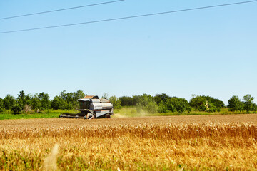 Combine harvester in action on wheat field. Process of gathering a ripe crop.