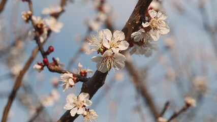 Wall Mural - Blossoming apricot branch in early spring. Sunny day