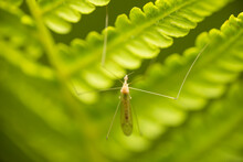 A Large Mosquito Hid In The Grass. Belongs To The Tipulidae Family. Also Commonly Referred To As Daddy's Long Legs Or Crane Fly. Macro Photo. 