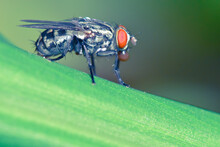 Close-up Of Fly On Leaf