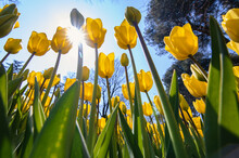 Yellow Tulips In Spring