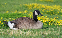 Canada Goose In The Park