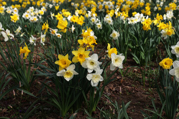 Wall Mural - Spring Narcissus flowers blooming in the garden