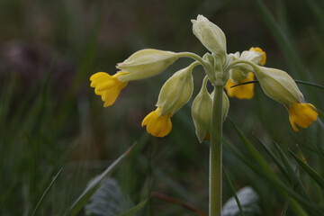 Poster - Closeup of the primate Cowslip flowers or Primula veris on garden grass in spring.