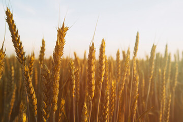 Wall Mural - The field with wheat on sunset