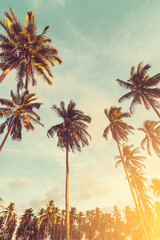 Wall Mural - tropical palm tree with sun light on sunset sky and cloud abstract background.