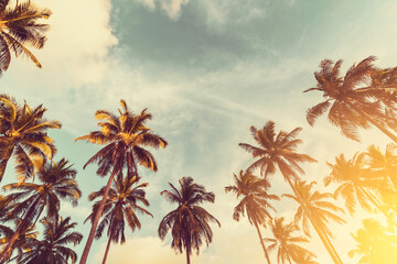 Wall Mural - tropical palm tree with sun light on sunset sky and cloud abstract background.