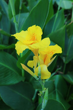 Closeup Of Vivid Yellow Canna Lily Flowers With Green Foliage In The Backdrop