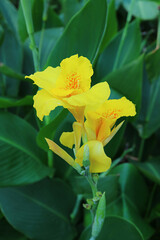 Wall Mural - closeup of vivid yellow canna lily flowers with green foliage in the backdrop