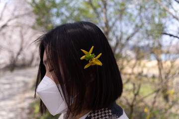 Wall Mural - Side view of a woman wearing a white mask has a yellow forsythia flower on the left side of her black hair.