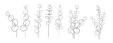 Fototapeta  - Set of differents eucalyptus branch on white background. Line art style with transparent background.