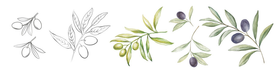 set of differents olives branch on white background. line art and watercolor style with transparent 