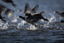 American Coot On Reelfoot Lake In Tennessee During Their Annual Migration
