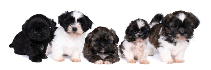 Wall Mural - A family of 5 week old shih tzu puppy isolated on a white background