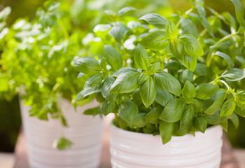 Canvas Print - fresh basil parsley mint herbs in garden