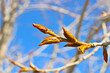 Poplar branches with sticky resinous buds against the blue sky in spring. Drops of poplar resin.