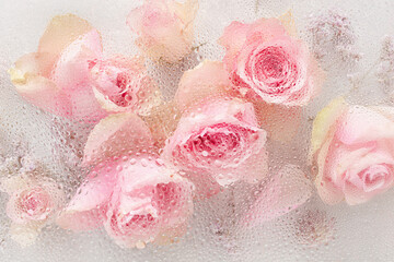 Fotomurales - beautiful pink rose flowers through the glass with waterdrops background