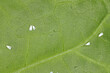 Cotton whitefly (Bemisia tabaci) adults, eggs and larvae on a cotton leaf underside