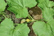 Yellow Zucchini Plant Cultivated on Bio Garden