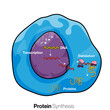 Illustration of mechanism of protein synthesis or translation  in eukaryotic cells.