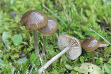 Entoloma Sericeum, Commonly Known As The Silky Pinkgill, Wild Mushroom From Finland