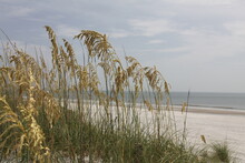 Close View Of Sea Oats On Florida Beach Of Atlantic Coast