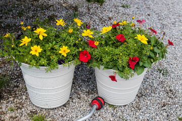 Two bright spirng flower pots white buckets filled with red pansies and yellow flowers sitting on gravel with red watering wand laying nearly