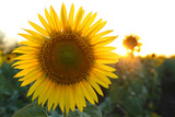 Fototapeta Do pokoju - Beautiful yellow sunflower growing in field, closeup