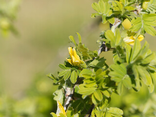 Poster - Caraganier de Sibérie ou acacia jaune - Caragana arborescens - Petit arbre arrondi à fines branches épineuses garnies d'un feuillage vert vif et de courtes grappes de fleurs jaunes